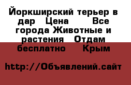 Йоркширский терьер в дар › Цена ­ 1 - Все города Животные и растения » Отдам бесплатно   . Крым